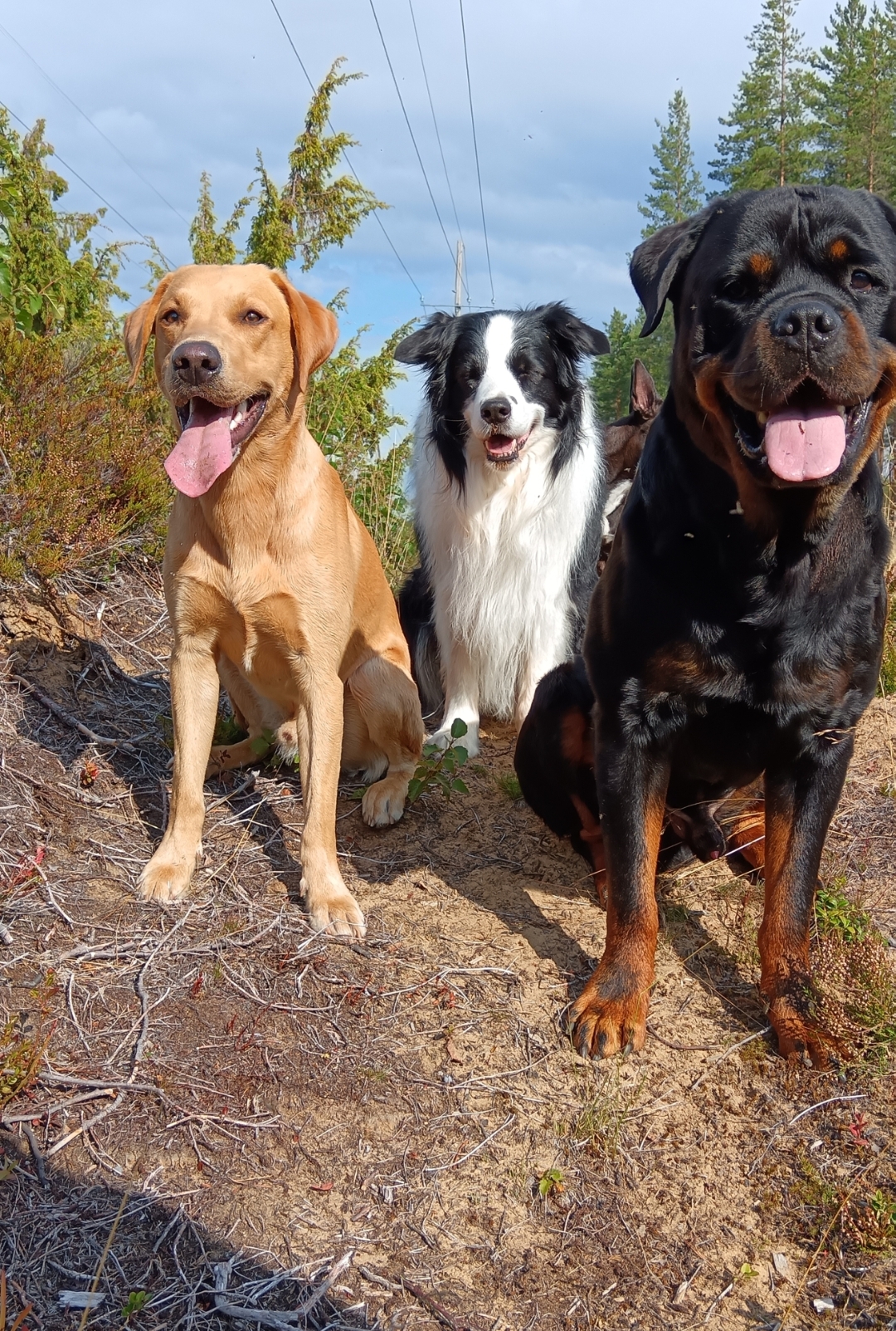 Vapaa ajalla metsässä ❣️